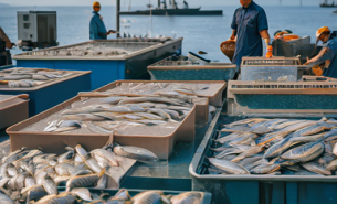 魷魚爪重量分選機(jī) 黑魚自動稱重分級機(jī) 活魚分選機(jī)