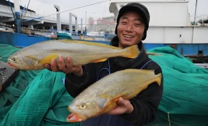 大黃魚分揀機 大黃魚分選機  大黃魚自動稱重分揀機 大黃魚自動稱重分選機 